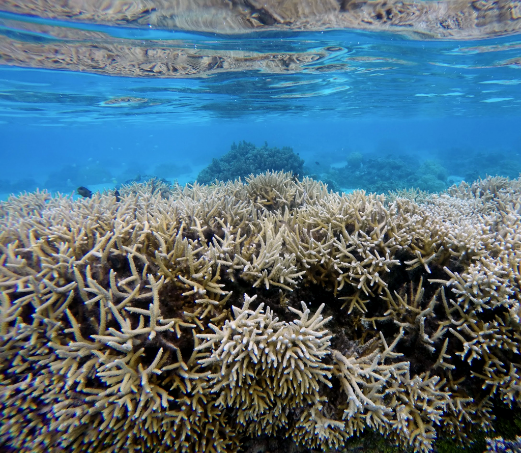 Acropora Coral • E5 Coral