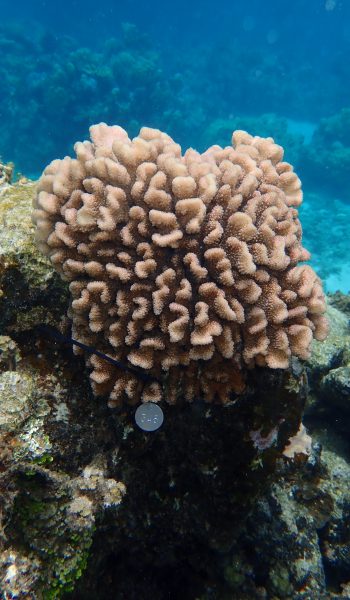 E5 Coral
