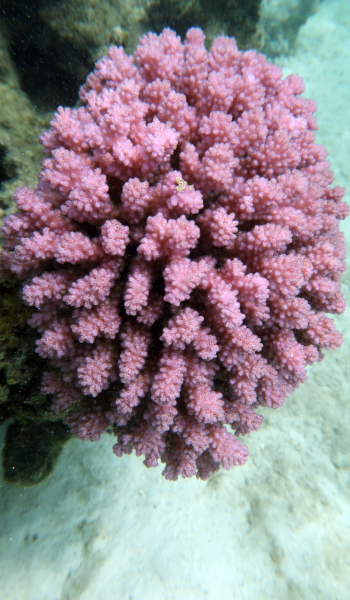 E5-Coral-August-2020-Expedition_08